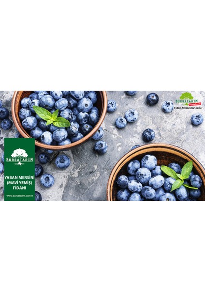 Brigitta Yaban Mersini Fidanı Mavi Yemiş Blueberry fırsatları