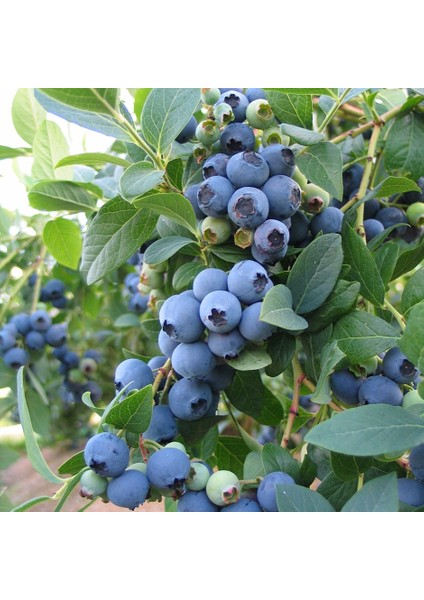 Bluecrop Yaban Mersini Fidanı Mavi Yemiş Blueberry