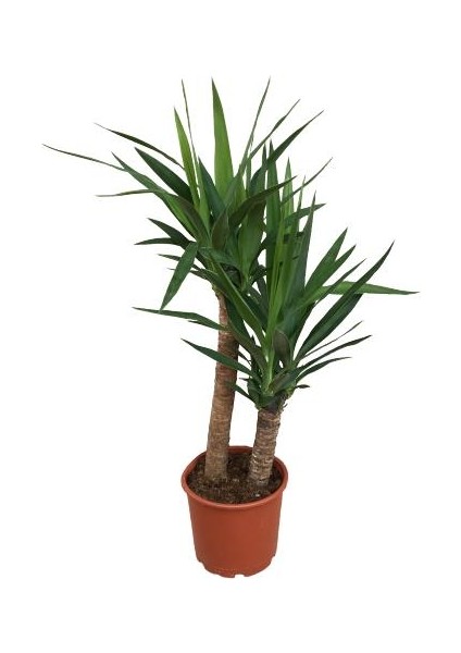 2'li Yukka Bitkisi 100 cm