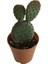 Opuntia Microdays Kırmızı Dikenli- Tavşan Kulağı Kaktüsü 2