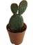 Opuntia Microdays Kırmızı Dikenli- Tavşan Kulağı Kaktüsü 3
