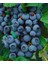 Brigitta Yaban Mersini Fidanı Mavi Yemiş Blueberry 1