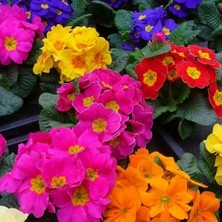 Day 10'lu 10 Farklı Renk Çuha Çiçek Tohumu + 10'lu Kırmızı Zambak Çiçek Tohumu