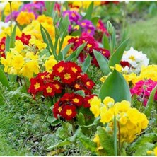 Day 25'li 10 Farklı Renk Çuha Çiçek Tohumu + 10'lu Kırmızı Zambak Çiçek Tohumu