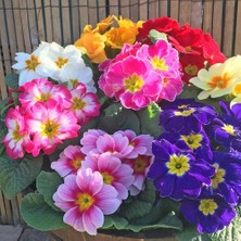 Day 50'li 10 Farklı Renk Çuha Çiçek Tohumu + 10'lu Kırmızı Zambak Çiçek Tohumu