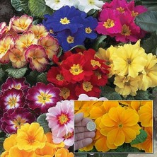 Day 10'lu 10 Farklı Renk Primula Çiçek Tohumu + 10'lu Kırmızı Zambak Çiçek Tohumu