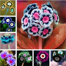 Day 100'lü 10 Farklı Renk Çuha Çiçek Tohumu + 10'lu Kırmızı Buz Çiçeği Tohumu