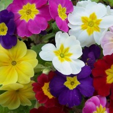 Day 10'lu 10 Farklı Renk Primula Çiçek Tohumu + 10'lu Kırmızı Zambak Çiçek Tohumu