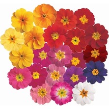 Day 10'lu 10 Farklı Renk Primula Çiçek Tohumu + 10'lu Kırmızı Zambak Çiçek Tohumu