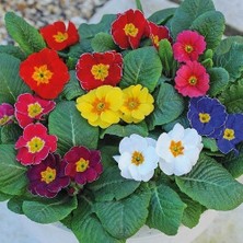 Day 100'lü 10 Farklı Renk Primula Çiçek Tohumu + 10'lu Kırmızı Buz Çiçeği Tohumu