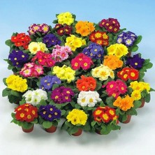 Day 10'lu 10 Farklı Renk Primula Çiçek Tohumu + 10'lu Kırmızı Buz Çiçeği Tohumu
