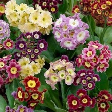 Day 25'li 10 Farklı Renk Primula Çiçek Tohumu + 10'lu Kırmızı Buz Çiçeği Tohumu