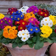 Day 25'li 10 Farklı Renk Primula Çiçek Tohumu + 10'lu Kırmızı Papatya Çiçek Tohumu