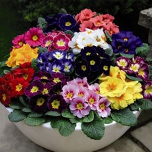 Day 10'lu 10 Farklı Renk Çuha Çiçek Tohumu + 10'lu Kırmızı Buz Çiçeği Tohumu