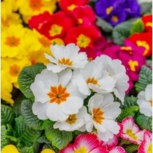 Day 100'lü 10 Farklı Renk Primula Çiçek Tohumu + 10'lu Kırmızı Buz Çiçeği Tohumu