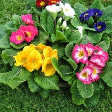 Day 25'li 10 Farklı Renk Primula Çiçek Tohumu + 10'lu Kırmızı Begonya Çiçeği Tohumu