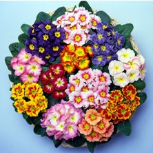 Day 10'lu 10 Farklı Renk Primula Çiçek Tohumu + 10'lu Kırmızı Buz Çiçeği Tohumu