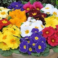 Day 25'li 10 Farklı Renk Primula Çiçek Tohumu + 10'lu Kırmızı Buz Çiçeği Tohumu