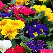 Day 100'lü 10 Farklı Renk Primula Çiçek Tohumu + 10'lu Kırmızı Buz Çiçeği Tohumu