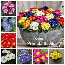 Day 25'li 10 Farklı Renk Primula Çiçek Tohumu + 10'lu Kırmızı Buz Çiçeği Tohumu