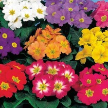 Day 100'lü 10 Farklı Renk Primula Çiçek Tohumu + 10'lu Kırmızı Buz Çiçeği Tohumu