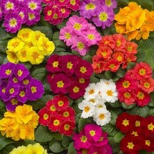 Day 50'li 10 Farklı Renk Primula Çiçek Tohumu + 10'lu Kırmızı Buz Çiçeği Tohumu