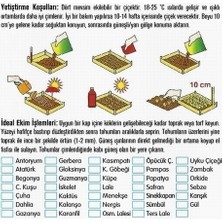 Day 50'li Karışık Renk Gazanya Çiçeği Tohumu + 10'lu Kırmızı Gül Çiçek Tohumu