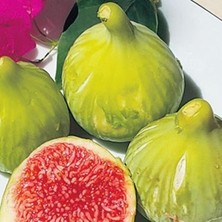 Bitki Sarı Zeybek Incir Fidanı