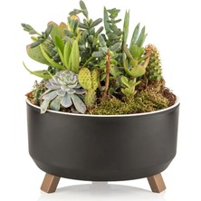 EminHome Alya Plastik Tripot Ayaklı Saksı Orta 18X10.5 cm 1.30 Lt