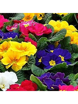 Day 50'li 10 Farklı Renk Çuha Çiçek Tohumu + 10'lu Kırmızı Pampas Çiçeği Tohumu