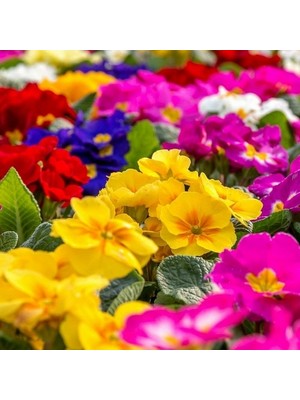 Day 25'li 10 Farklı Renk Çuha Çiçek Tohumu + 10'lu Kırmızı Yıldız Çiçek Tohumu