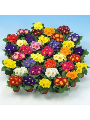 Day 25'li 10 Farklı Renk Primula Çiçek Tohumu + 10'lu Kırmızı Pampas Çiçeği Tohumu