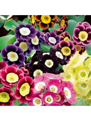 Day 50'li 10 Farklı Renk Primula Çiçek Tohumu + 10'lu Kırmızı Pampas Çiçeği Tohumu