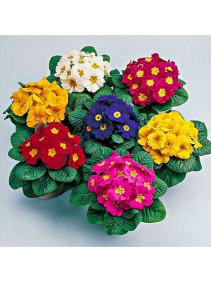 Day 50'li 10 Farklı Renk Primula Çiçek Tohumu + 10'lu Kırmızı Pampas Çiçeği Tohumu