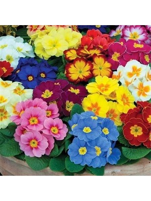 Day 100'lü 10 Farklı Renk Primula Çiçek Tohumu + 10'lu Kırmızı Pampas Çiçeği Tohumu