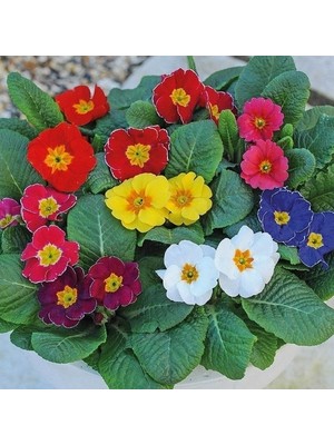 Day 10'lu 10 Farklı Renk Primula Çiçek Tohumu + 10'lu Kırmızı Pampas Çiçeği Tohumu