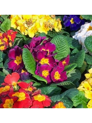 Day 10'lu 10 Farklı Renk Primula Çiçek Tohumu + 10'lu Kırmızı Pampas Çiçeği Tohumu