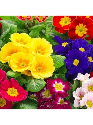 Day 100'lü 10 Farklı Renk Primula Çiçek Tohumu + 10'lu Kırmızı Pampas Çiçeği Tohumu