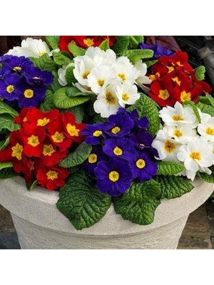 Day 10'lu 10 Farklı Renk Primula Çiçek Tohumu + 10'lu Kırmızı Pampas Çiçeği Tohumu