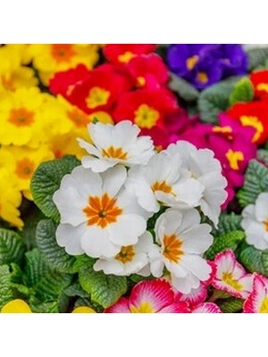 Day 100'lü 10 Farklı Renk Çuha Çiçek Tohumu + 10'lu Kırmızı Pampas Çiçeği Tohumu