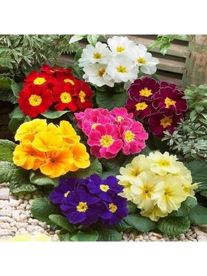 Day 50'li 10 Farklı Renk Primula Çiçek Tohumu + 10'lu Kırmızı Pampas Çiçeği Tohumu