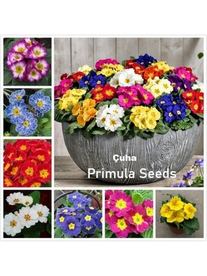 Day 25'li 10 Farklı Renk Primula Çiçek Tohumu + 10'lu Kırmızı Pampas Çiçeği Tohumu