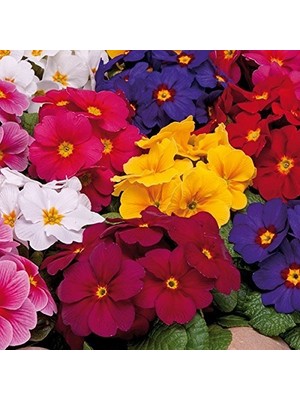 Day 100'lü 10 Farklı Renk Primula Çiçek Tohumu + 10'lu Kırmızı Pampas Çiçeği Tohumu