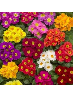 Day 100'lü 10 Farklı Renk Primula Çiçek Tohumu + 10'lu Kırmızı Pampas Çiçeği Tohumu