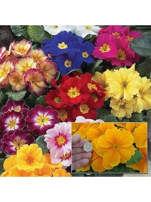 Day 100'lü 10 Farklı Renk Primula Çiçek Tohumu + 10'lu Kırmızı Pampas Çiçeği Tohumu