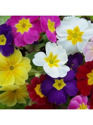 Day 50'li 10 Farklı Renk Primula Çiçek Tohumu + 10'lu Kırmızı Pampas Çiçeği Tohumu