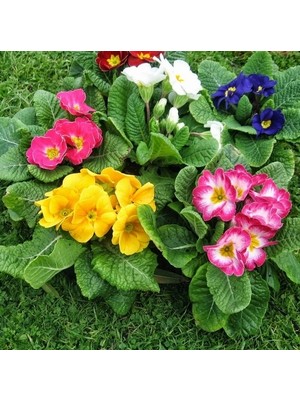 Day 50'li 10 Farklı Renk Primula Çiçek Tohumu + 10'lu Kırmızı Pampas Çiçeği Tohumu