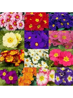 Day 10'lu 10 Farklı Renk Primula Çiçek Tohumu + 10'lu Kırmızı Pampas Çiçeği Tohumu
