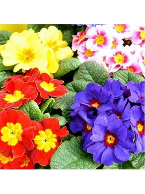 Day 25'li 10 Farklı Renk Primula Çiçek Tohumu + 10'lu Kırmızı Pampas Çiçeği Tohumu