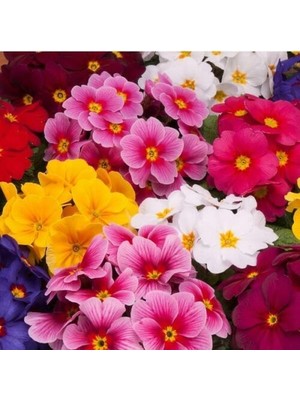 Day 50'li 10 Farklı Renk Primula Çiçek Tohumu + 10'lu Kırmızı Gloksinya Çiçeği Tohumu